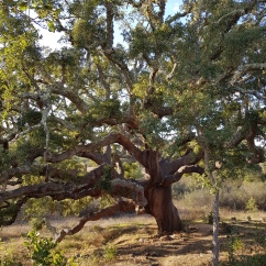 The Grand Mother Tree